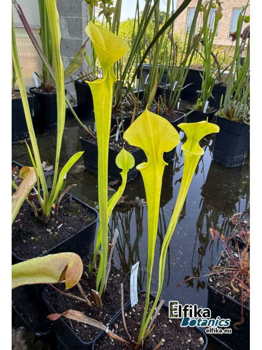 Sarracenia flava 'Goldie' (F257, MK)