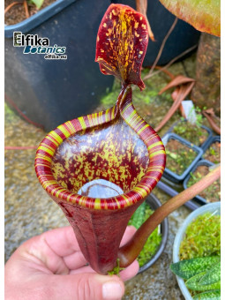 Nepenthes attenboroughii 'Chili con Carne' (mâle)