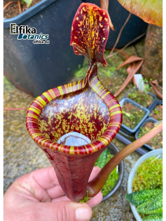 Nepenthes attenboroughii 'Chili con Carne' (mâle)