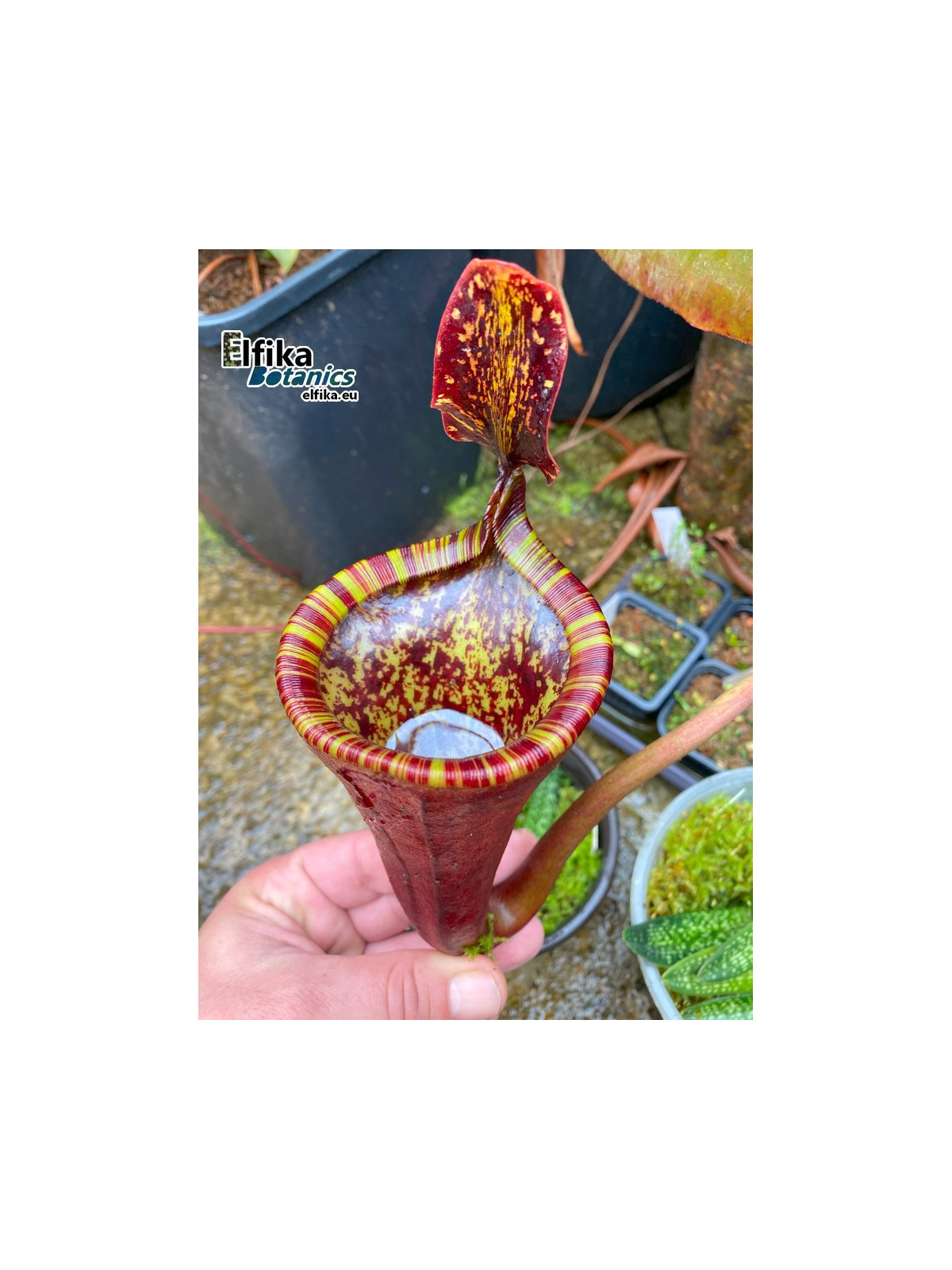 Nepenthes attenboroughii 'Chili con Carne' (mâle)