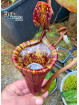 Nepenthes attenboroughii 'Chili con Carne' (mâle)