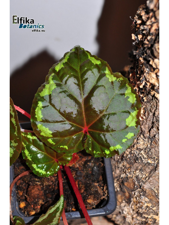 Begonia ignita (EBc1)