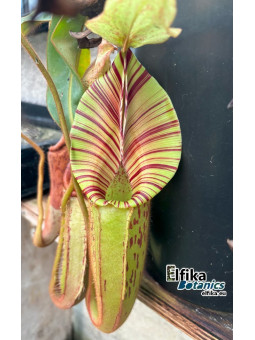 Nepenthes mollis Murud x veitchii Bario (fem.)