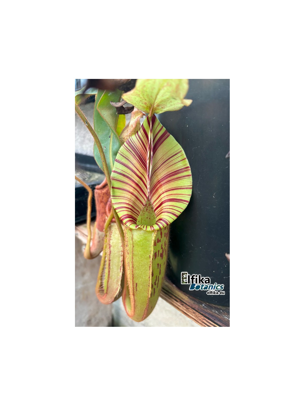 Nepenthes mollis Murud x veitchii Bario (fem.)