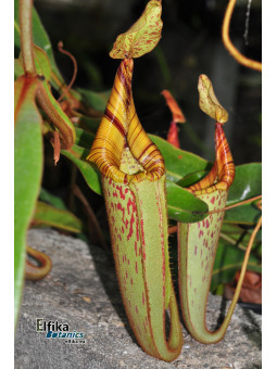 Nepenthes mollis Murud x veitchii Bario (fem.)