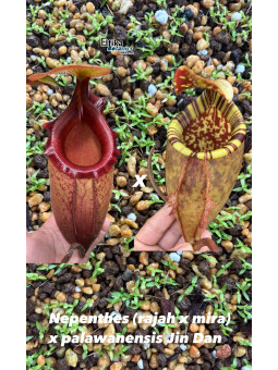 Nepenthes (rajah x mira) x palawanensis Jin Dan (gxEB24)