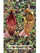 Nepenthes (rajah x mira) x palawanensis Jin Dan (gxEB25)