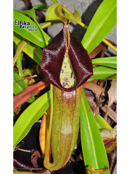 Nepenthes singalana Belirang (fem.)