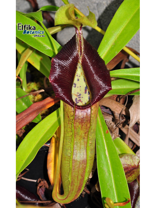 Nepenthes singalana Belirang (fem.)
