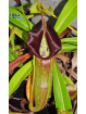 Nepenthes singalana Belirang (fem.)