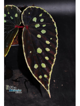 Begonia "Elfika Zen Lawda"