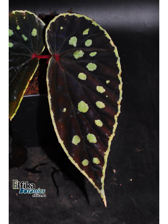 Begonia "Elfika Zen Lawda"