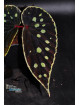 Begonia "Elfika Zen Lawda"