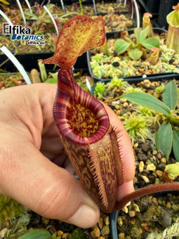 Nepenthes rajah x mollis (gxJS)