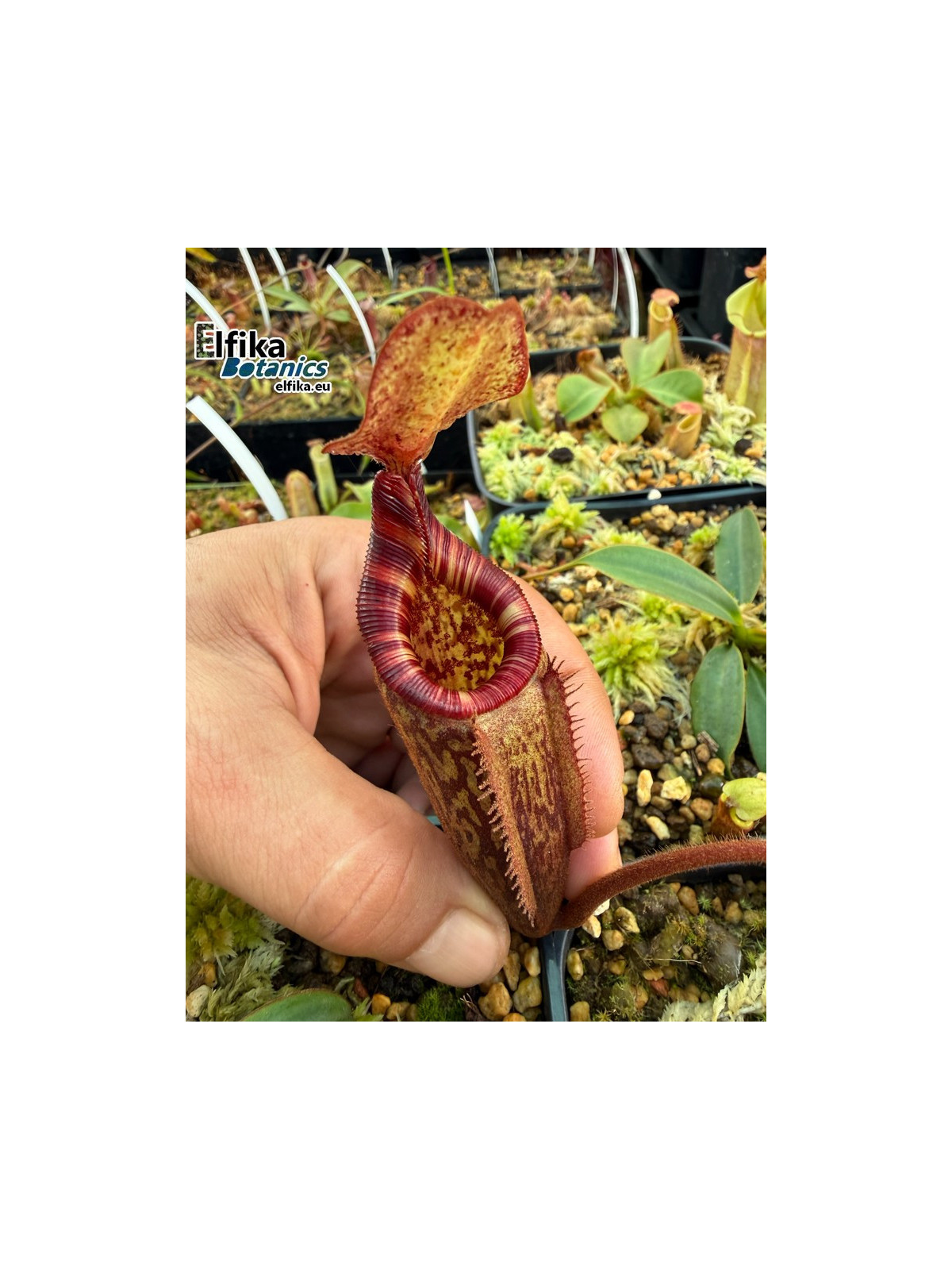Nepenthes rajah x mollis (gxJS)