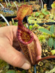 Nepenthes rajah x mollis (gxJS)