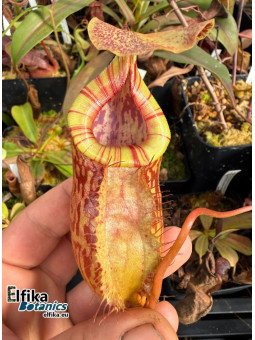 Nepenthes bokorensis x (mira x tenuis) - (EB.fem1)