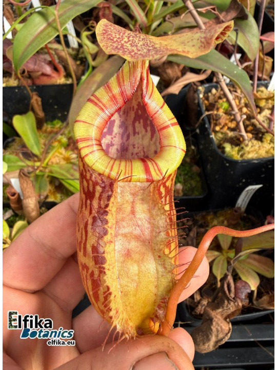 Nepenthes bokorensis x (mira x tenuis) - (EB.fem1)