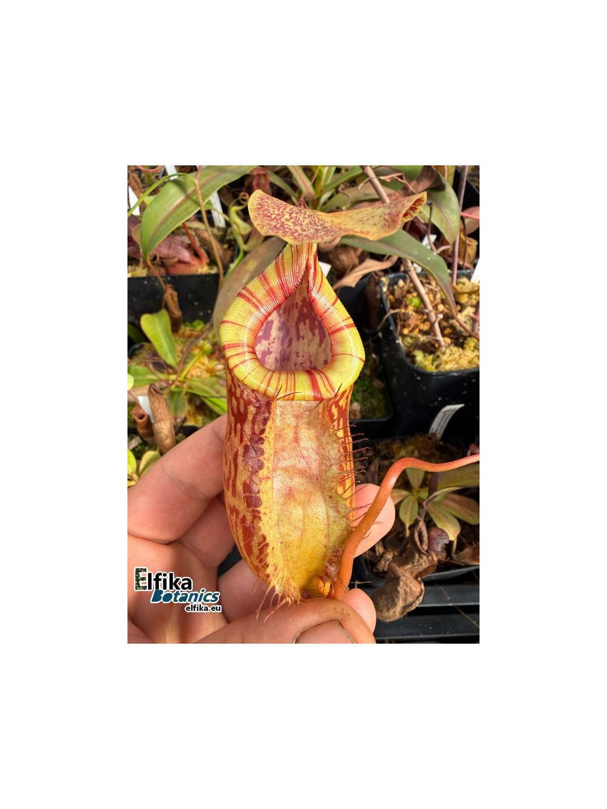 Nepenthes bokorensis x (mira x tenuis) - (EB.fem1)