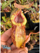 Nepenthes bokorensis x (mira x tenuis) - (EB.fem1)