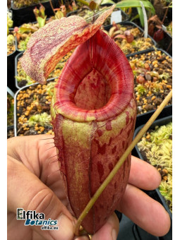 Nepenthes bokorensis x (mira x tenuis) - (EB.fem1)