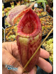 Nepenthes bokorensis x (mira x tenuis) - (EB.fem1)