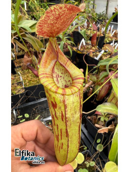 Nepenthes bokorensis x (mira x tenuis) - (EB.fem1)