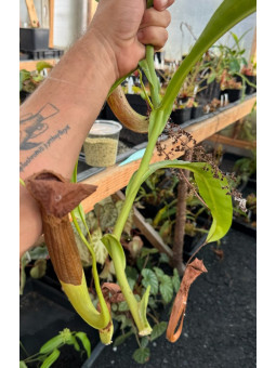 WYSIWYG UNROOTED CUT Nepenthes (Ask)