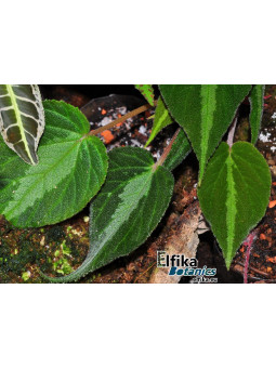 Begonia imperialis Silver Band