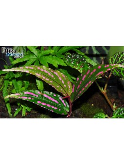 Begonia cf. amidalae Menukung