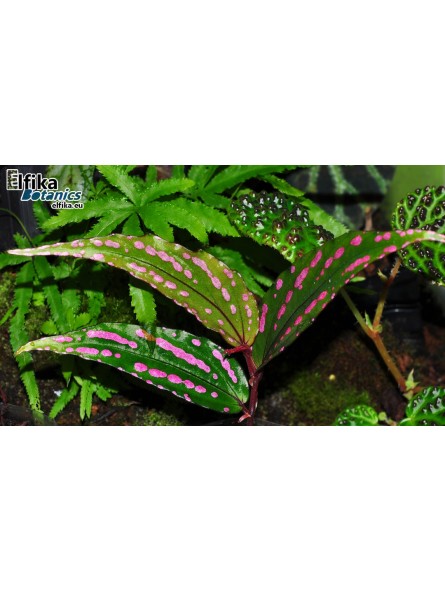 Begonia cf. amidalae Menukung
