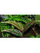 Begonia cf. amidalae Menukung