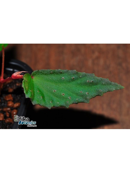 Begonia amphioxus x metallicolor