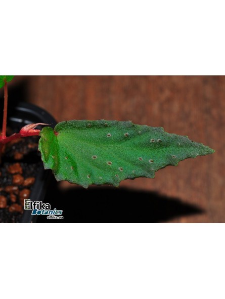 Begonia amphioxus x metallicolor