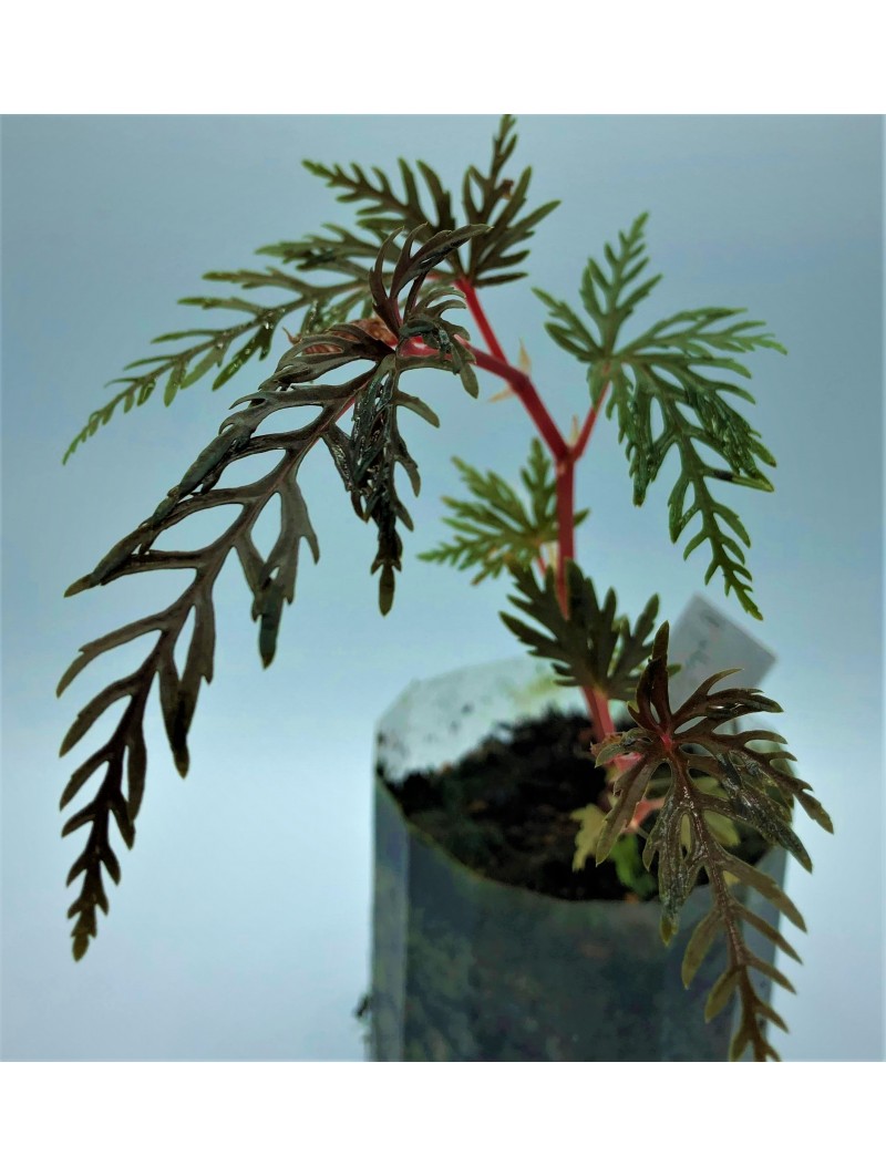 Begonia bipinnatifida
