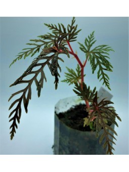 Begonia bipinnatifida