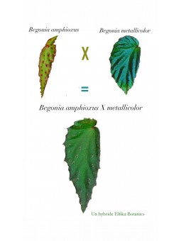 Begonia amphioxus x metallicolor (gxEB21)