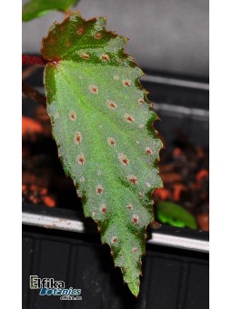 Begonia amphioxus x metallicolor (gxEB21)
