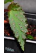 Begonia amphioxus x metallicolor
