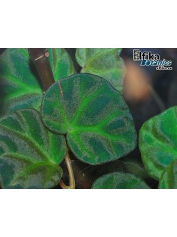 Begonia sp. lichenora Blue Sarawak