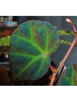 Begonia sp. lichenora Blue Sarawak