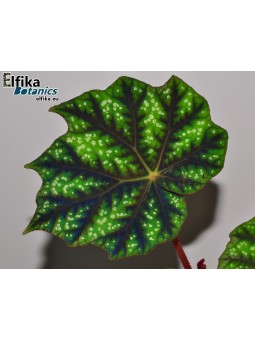 Begonia pseudoedulis Shiwanshan