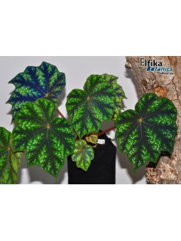 Begonia pseudoedulis Shiwanshan