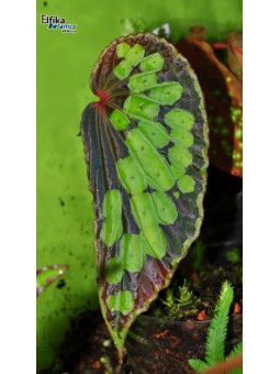 Begonia sp. Umbrella/Melawi (clone 2)