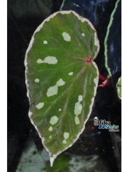 Begonia sp. Spots Sarawak