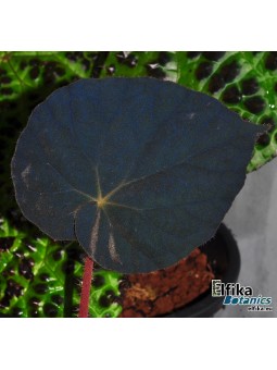Begonia xanthina var. lazuli