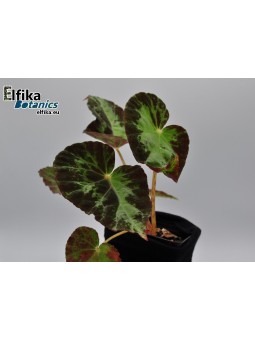 Begonia burkillii (Variegated, male)