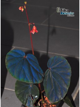 Begonia sp. cf. atricha Black