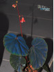 Begonia sp. cf. atricha Black
