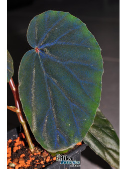 Begonia sp. cf. atricha Black